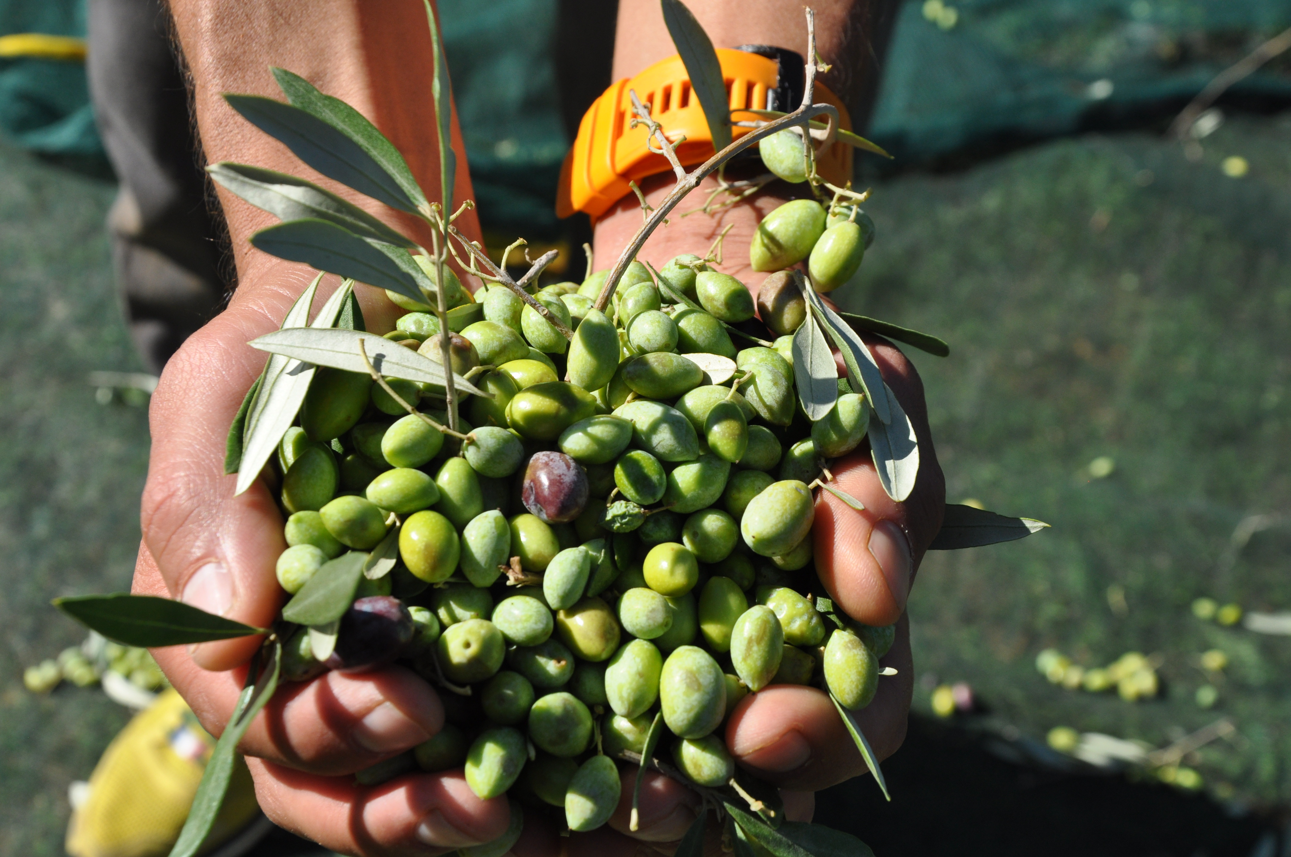 Pourquoi l'huile d'olive est-elle si présente dans le régime méditerranéen ?
