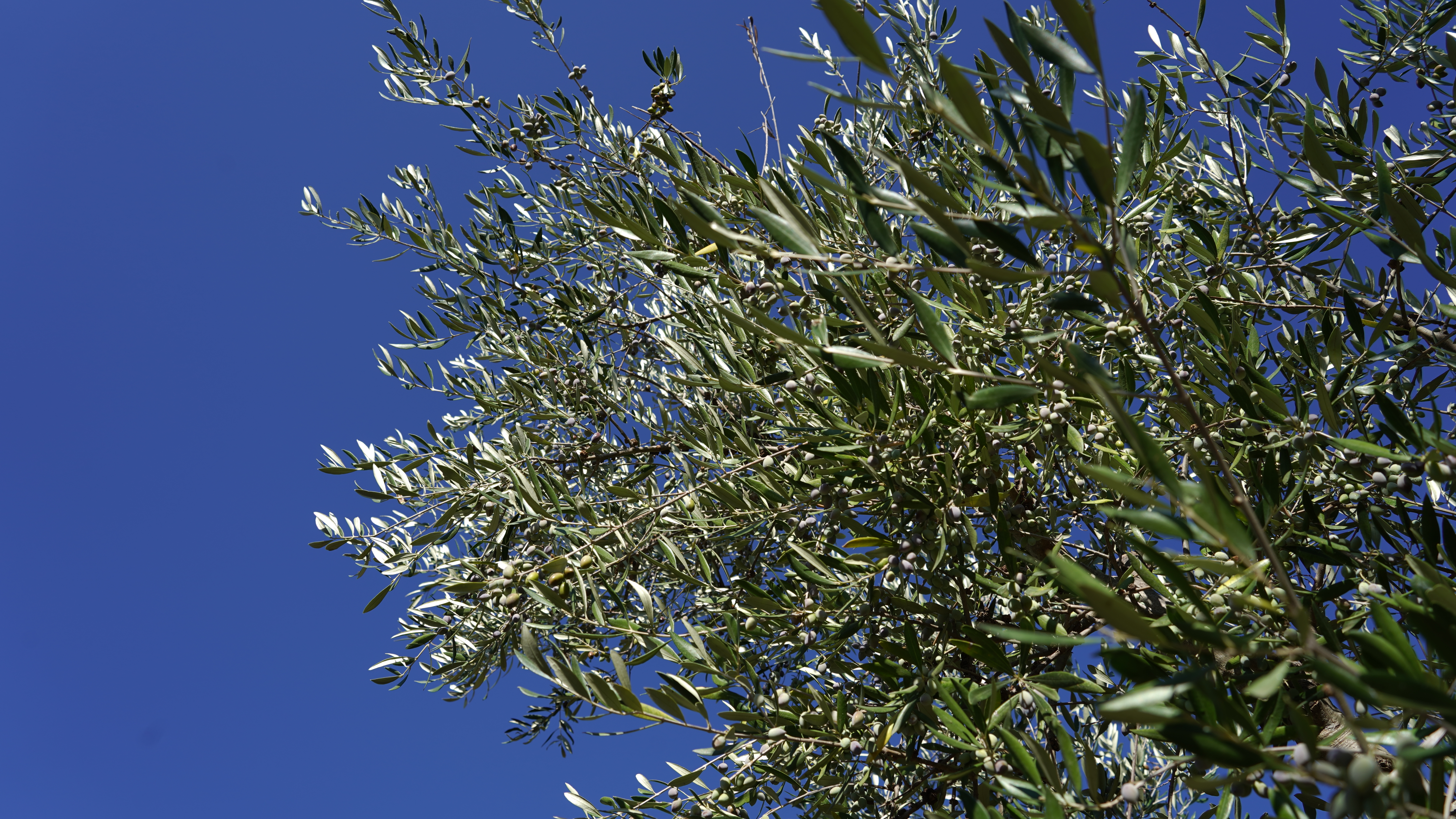 L’huile d’olive est-elle vraiment bonne pour le cœur ?