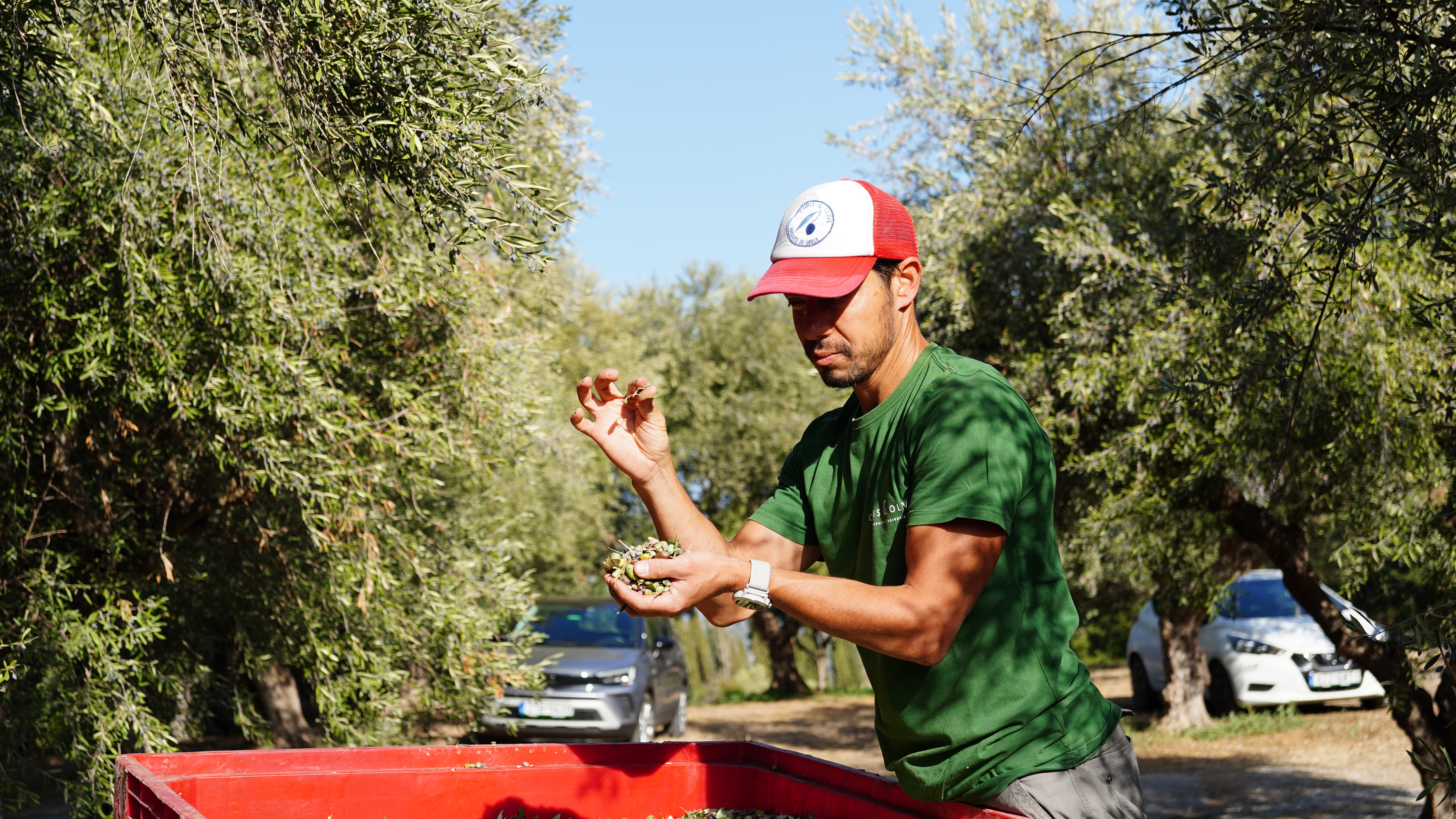 L’huile d’olive favorise-t-elle l’endurance ou la performance des sportifs ?